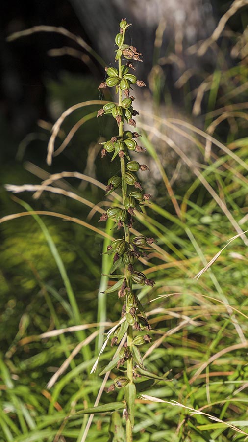 Chiave per orchidee sfiorite